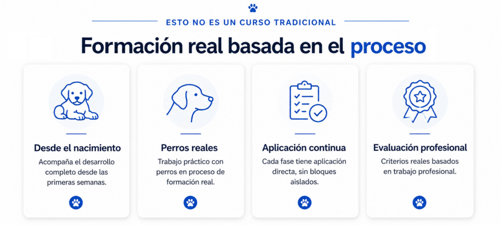 Infografía con cuatro pilares de formación en perros de intervención: desarrollo desde el nacimiento, perros reales, aplicación continua y evaluación profesional