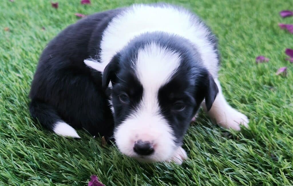 [A] Lila, un cachorro de un mes, tumbado en el césped.