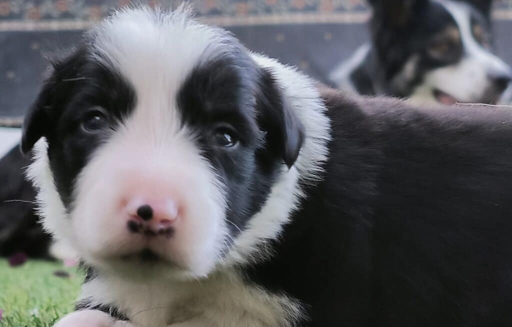 [A] Naranja, un cachorro de un mes, tumbado en el césped.