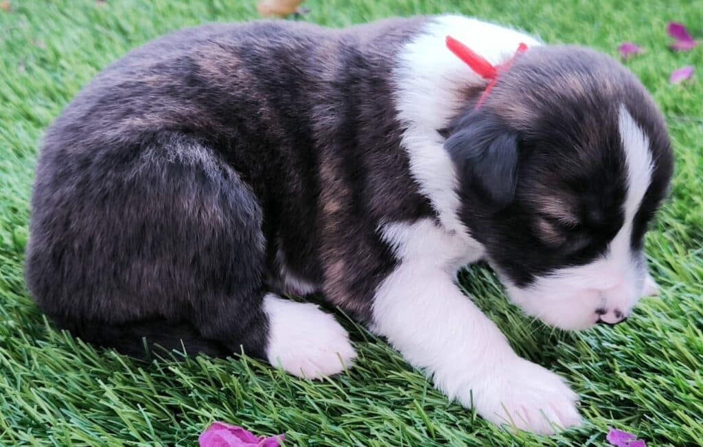 [A] Rojo, un cachorro de un mes, tumbado en el césped.