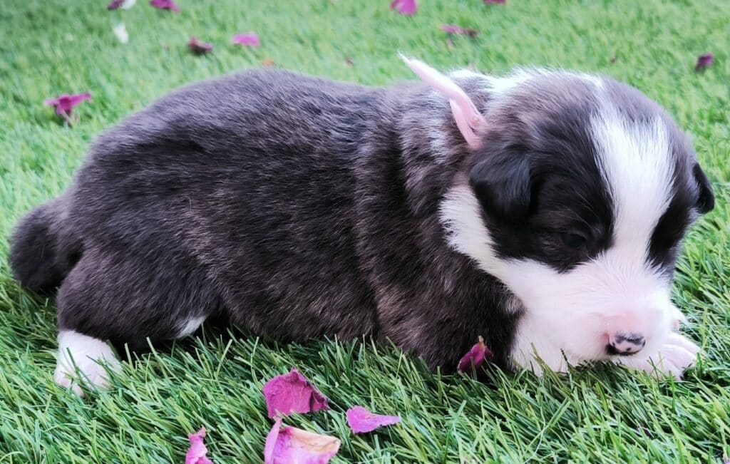 [A] Rosa, un cachorro de un mes, tumbado en el césped.