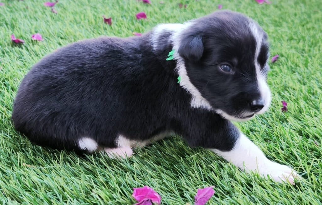 [A] Verde, un cachorro de un mes, tumbado en el césped.